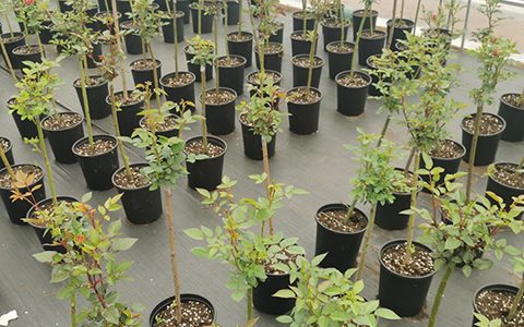 月季棒棒糖是怎么养出来的