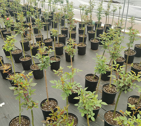 月季棒棒糖是怎么养出来的