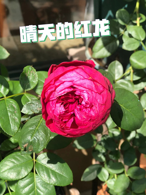 红色龙沙宝石和佛罗仑蒂娜哪个好 红色龙沙宝石和佛罗仑蒂娜哪个好