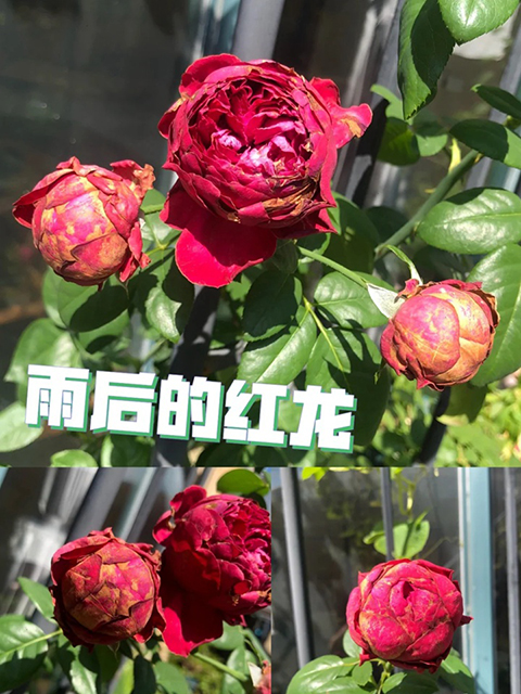 红色龙沙宝石和佛罗仑蒂娜哪个好 红色龙沙宝石和佛罗仑蒂娜哪个好