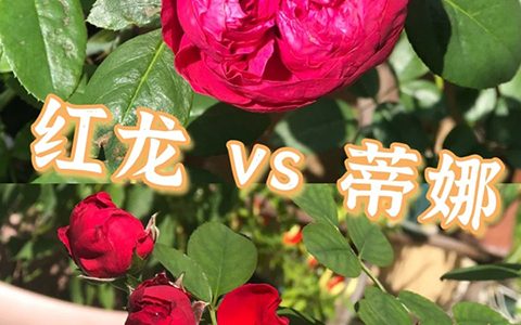 红色龙沙宝石和佛罗仑蒂娜哪个好