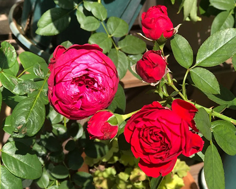 红色龙沙宝石和佛罗仑蒂娜哪个好 红色龙沙宝石和佛罗仑蒂娜哪个好