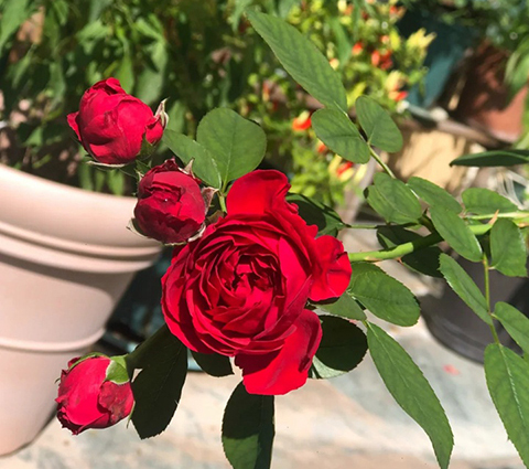 红色龙沙宝石和佛罗仑蒂娜哪个好 红色龙沙宝石和佛罗仑蒂娜哪个好