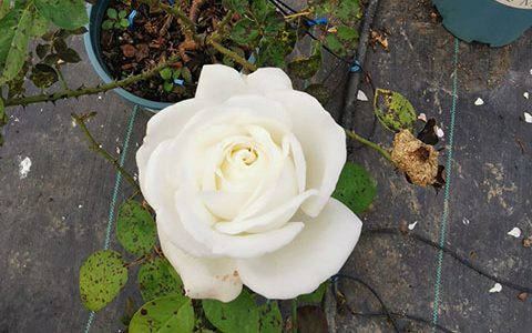 什么样的月季叫优秀，珍妮莫罗就是