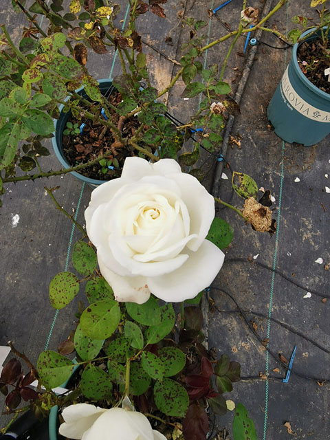 什么样的月季叫优秀，珍妮莫罗就是