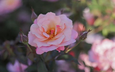 月季常用术语,月季相关专业知识