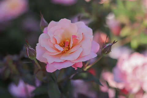 月季花掉叶子是怎么回事,月季花掉叶子补救方法