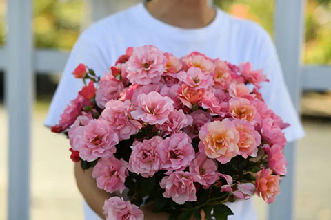 春朝月季的优缺点