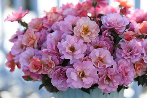 春朝月季的优缺点