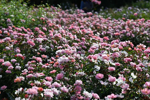 春朝月季的优缺点