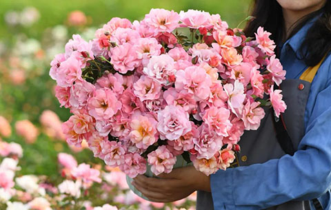 春朝月季的优缺点