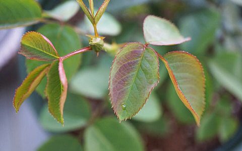 冬天月季叶片为什么会变红