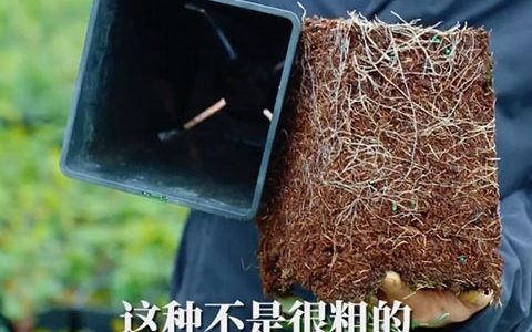 月季根系水份多少对于耐寒性的影响