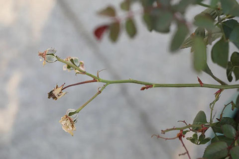 怎么看月季抗不抗冻（影响月季耐寒性的因素）