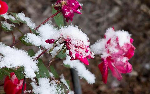 怎么看月季抗不抗冻（影响月季耐寒性的因素）
