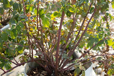 怎么看月季抗不抗冻（影响月季耐寒性的因素）