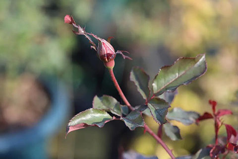 怎么看月季抗不抗冻（影响月季耐寒性的因素）