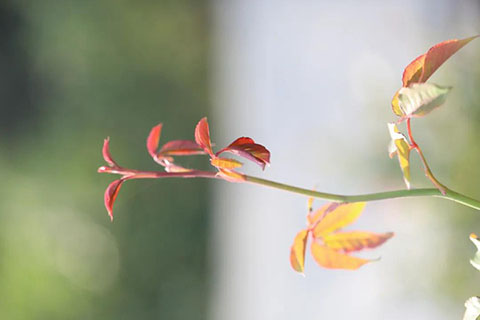 怎么看月季抗不抗冻（影响月季耐寒性的因素）