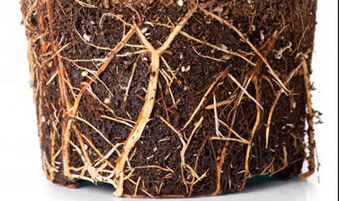 怎么看月季抗不抗冻（影响月季耐寒性的因素）