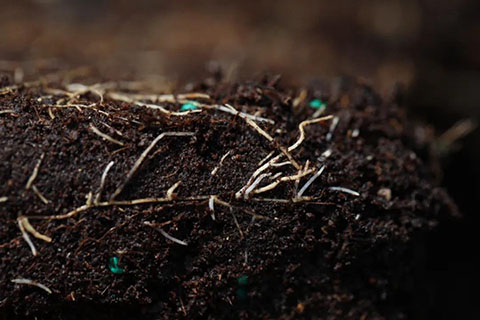 怎么看月季抗不抗冻（影响月季耐寒性的因素）