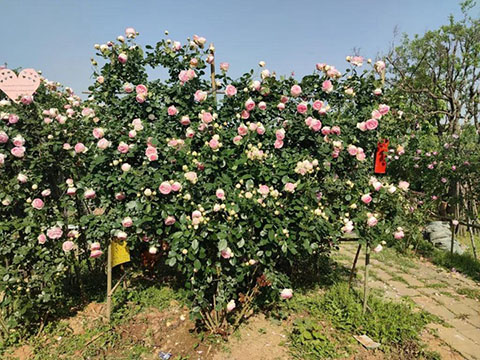 怎么看月季抗不抗冻（影响月季耐寒性的因素）