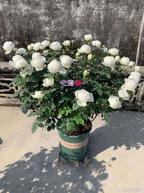 怎么看月季抗不抗冻（影响月季耐寒性的因素）