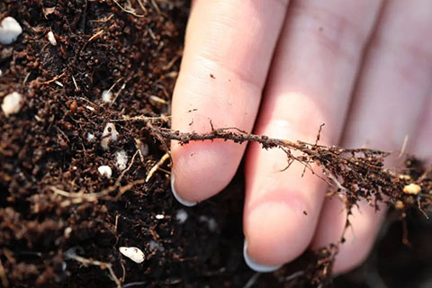 怎么看月季抗不抗冻（影响月季耐寒性的因素）