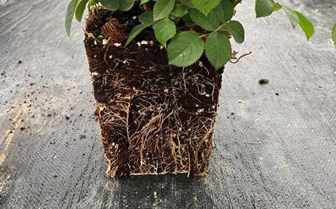 怎么看月季抗不抗冻（影响月季耐寒性的因素）