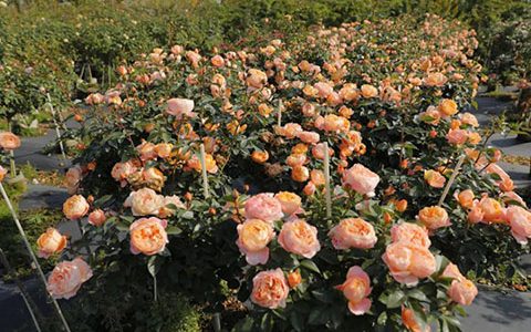 月季花苞打不开是什么原因（附解决方法）