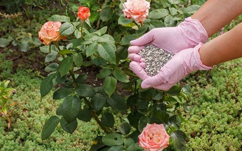 盆栽月季什么肥料最好