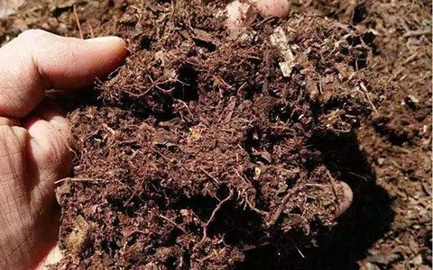 换盆后的营养土还能用吗（多种处理方法）