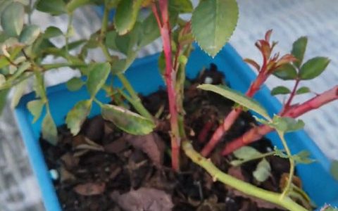 初冬时节月季的笋芽该如何处理