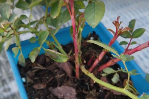 初冬时节月季的笋芽该如何处理