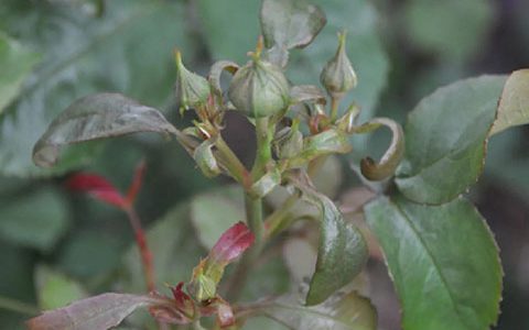 月季新叶畸形扭曲是什么原因