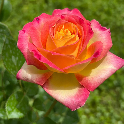 月季休眠后还需要施肥吗，怎么施