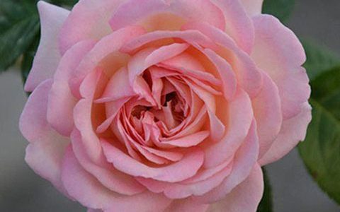 破晓月季的优缺点