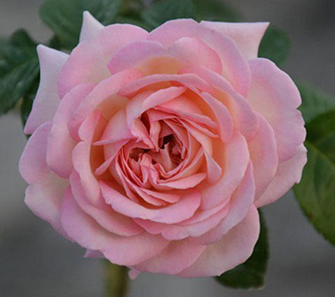 破晓月季的优缺点