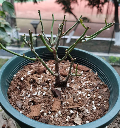 月季修剪之反面教材