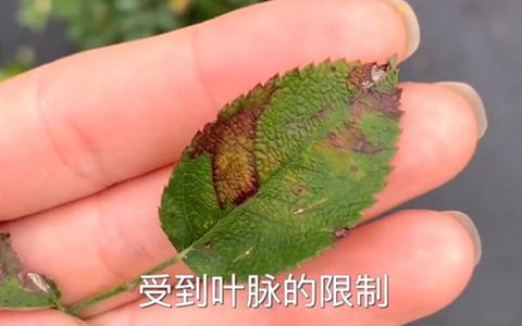 月季霜霉病和黑斑病之间的区别