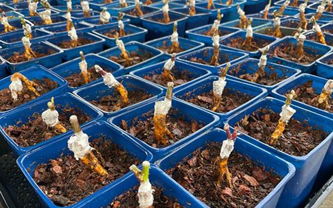 为什么市面上根接的月季多是灌木很少有藤本