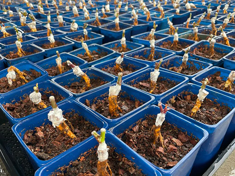 为什么市面上根接的月季多是灌木很少有藤本