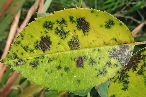 月季霜霉病和黑斑病之间的区别