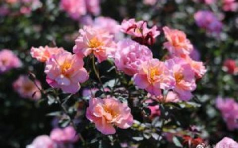 春朝月季的优缺点