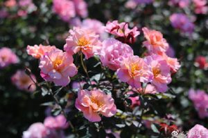 春朝月季的优缺点