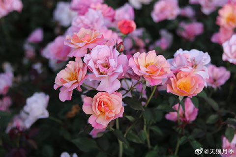 春朝月季的优缺点