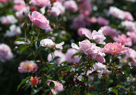 春朝月季的优缺点