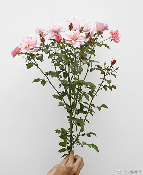 春朝月季的优缺点