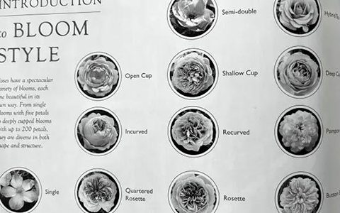 月季的花型分类（详细图解）