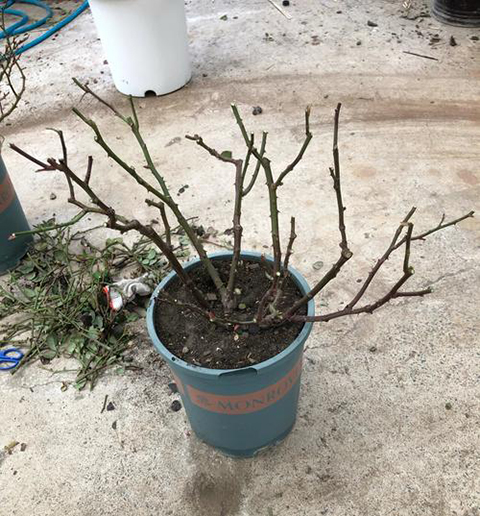 月季修剪之反面教材