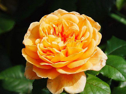 藤本月季和蔷薇有哪些不同，如何区分